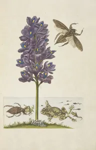 Water hyacinth Eichhornia crassipes giant water Water hyacinth Eichhornia crassipes giant water