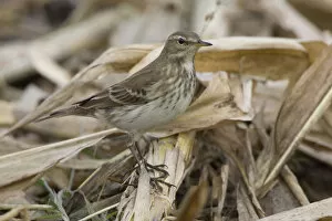 Images Dated 22nd October 2005: Water Pipit perched, Anthus spinoletta