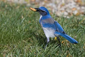 Images Dated 6th February 2010: Western Scrub-Jay perched with food