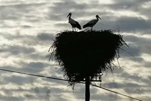 Images Dated 4th January 2008: White stork a pair on nest made on electricity pole