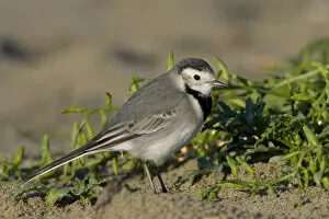 Images Dated 22nd November 2006: White Wagtail standing, Motacilla alba