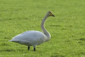 Images Dated 10th March 2007: Whooper Swan adult in grassland Netherlands, Cygnus cygnus