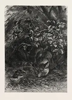 Vintage Wolf Illustration Prints: The Wolf in its Lair, Engraving 1882