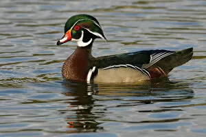 Images Dated 19th January 2006: Wood Duck, Aix sponsa, United States