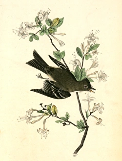 Wood Pewee Flycatcher. Male. (Swamp Honeysuckle. Azalea Viscosa)., Audubon, John James Wood Pewee Flycatcher. Male. (Swamp Honeysuckle. Azalea Viscosa)., Audubon, John James