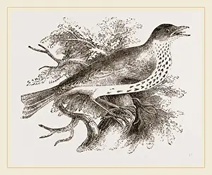 Nature And Wildlife Photography Prints: Wood-Thrush