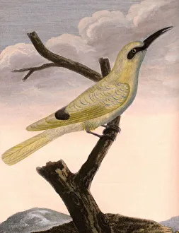 Yellow bee-eater Coromandel coast Yellow Bee-eater Yellow bee-eater Coromandel coast Yellow Bee-eater
