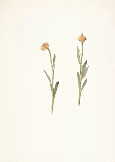Sketches Collection: Yellow Flowers Small Heads March 24 1911 Watercolor