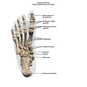 Images Dated 2020: 3D Rendering of Human Foot Bones Print