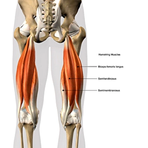 Anatomy Illustrations Prints: 3D rendering of the hamstring muscles, with labels