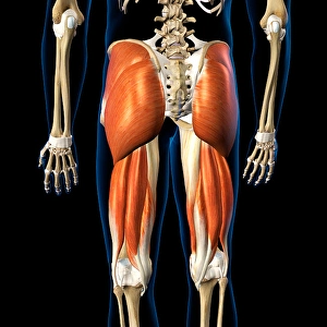 Medius Prints: Hip Extensor Complex Muscles Print on Black Background