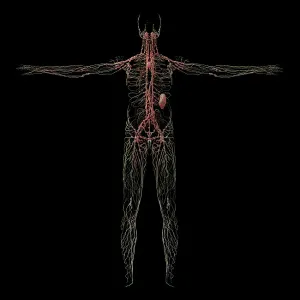 Circulatory System Physiology Prints: 3D rendering of human lymphatic system