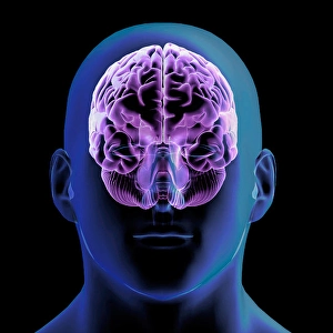 Human Nervous System Diagram Prints: 3D rendering of man's head and glowing brain