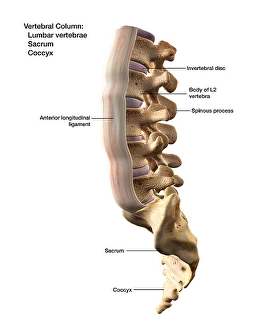 Human Spine Anatomy Prints: 3D rendering of the vertebral column