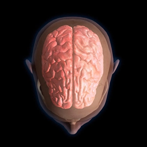 Human Nervous System Diagram Prints: 3D rendering of top view of human head and brain on black background