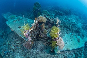 Airplane wreck sitting atop reef, overgrown with soft coral and crinoids Airplane wreck sitting atop reef, overgrown with soft coral and crinoids