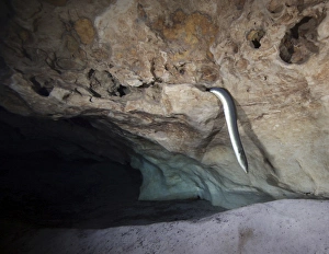 An American Eel slithers out of a hole in a cavern rock ceiling An American Eel slithers out of a hole in a cavern rock ceiling