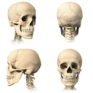 Anatomy of human skull from different angles Anatomy of human skull from different angles