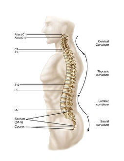 Anatomy of human vertebral column, left lateral view Anatomy of human vertebral column, left lateral view