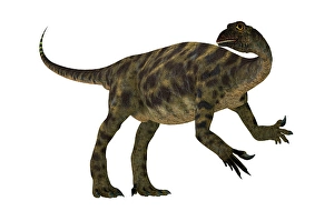 Herbivorous Dinosaurs Prints: Anchisaurus dinosaur, side view on white background