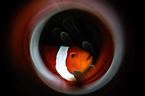 Underwater Animal Images Prints: An anemone fish is framed by a ring of fire