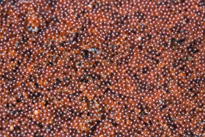 Komodo National Park Indonesia Prints: Anemonefish eggs develop on the seafloor
