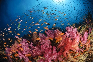 Anthias fish and soft corals, Fiji, Pacific Ocean Anthias fish and soft corals, Fiji, Pacific Ocean
