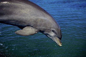 Framed Print : Atlantic Bottlenose Dolphin Print Framed Print : Atlantic Bottlenose Dolphin Print