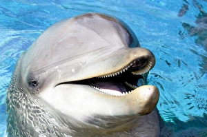 Atlantic Bottlenose Dolphin Prints: An Atlantic bottlenose dolphin