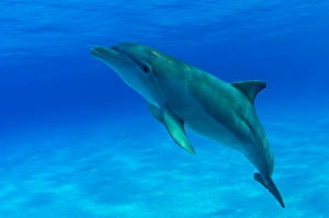 Atlantic Bottlenose Dolphin Prints: An Atlantic bottlenose dolphin