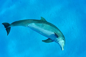 Atlantic Bottlenose Dolphin Prints: An Atlantic bottlenose dolphin