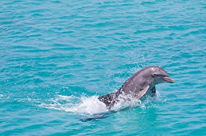 Atlantic Ocean Mammals Prints: An Atlantic bottlenose dolphin
