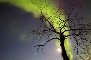 Aurora borealis with tree and Pleiades, Yukon, Canada Aurora borealis with tree and Pleiades, Yukon, Canada