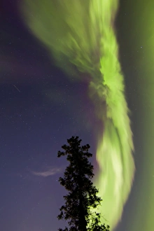 Aurora borealis with tree and shooting star, Yukon, Canada Aurora borealis with tree and shooting star, Yukon, Canada