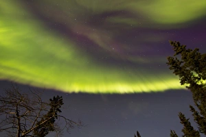 Aurora borealis with trees, Whitehorse, Yukon, Canada Aurora borealis with trees, Whitehorse, Yukon, Canada