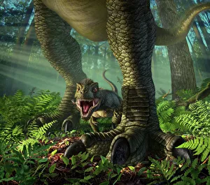 A baby Tyrannosaurus Rex roars while safely standing between its mothers legs A baby Tyrannosaurus Rex roars while safely standing between its mothers legs