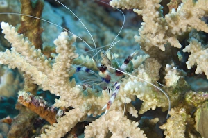 Banded coral shrimp amongst staghorn coral, Papua New Guinea Banded coral shrimp amongst staghorn coral, Papua New Guinea