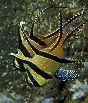Banggai cardinalfish with egg, North Sulawesi, Indonesia Banggai cardinalfish with egg, North Sulawesi, Indonesia