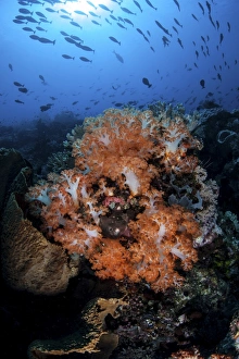 Beautiful orange soft corals on a current-swept reef in Indonesia Beautiful orange soft corals on a current-swept reef in Indonesia