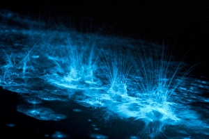 Bioluminescence splashes in the Gippsland Lakes, Victoria, Australia Bioluminescence splashes in the Gippsland Lakes, Victoria, Australia