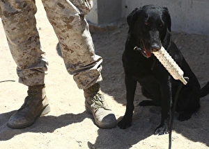 A black labrador sits with a chew toy next to his handler A black labrador sits with a chew toy next to his handler