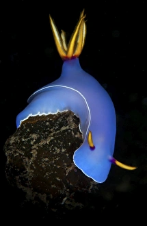 Blue hypselodoris bulockii sea slug nudibranch Blue hypselodoris bulockii sea slug nudibranch