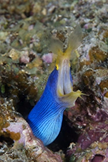 A blue ribbon eel displays its open mouth to the photographer, Fiji A blue ribbon eel displays its open mouth to the photographer, Fiji