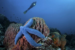 A blue starfish clings to a barrel sponge in Indonesia A blue starfish clings to a barrel sponge in Indonesia