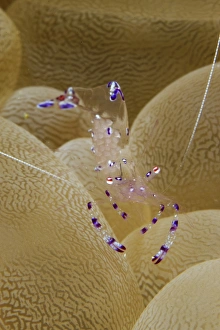 Blue and white transparent shrimp carrying eggs Blue and white transparent shrimp carrying eggs