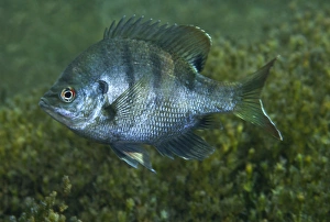 A Bluegill freshwater fish in Morrison Springs, Florida A Bluegill freshwater fish in Morrison Springs, Florida