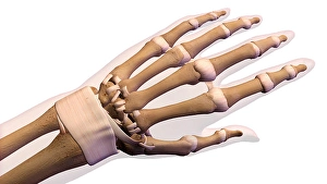 Human Hand Anatomy Prints: Bones of the human hand with labels
