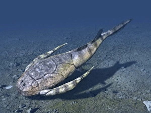 Paleozoology Images Prints: Bothriolepis is an extinct placoderm from the Late Devonian of Canada