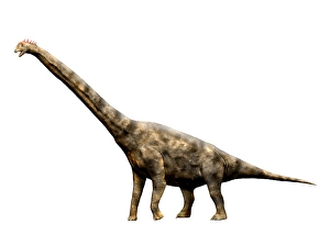 Digitally Generated Artwork Prints: Brachiosaurus dinosaur