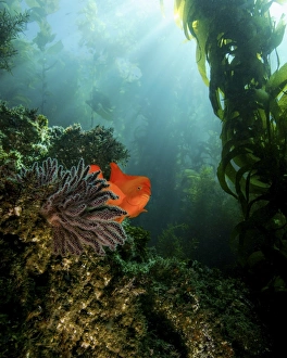 A bright garibaldi near a sea fan with streaming sunrays A bright garibaldi near a sea fan with streaming sunrays